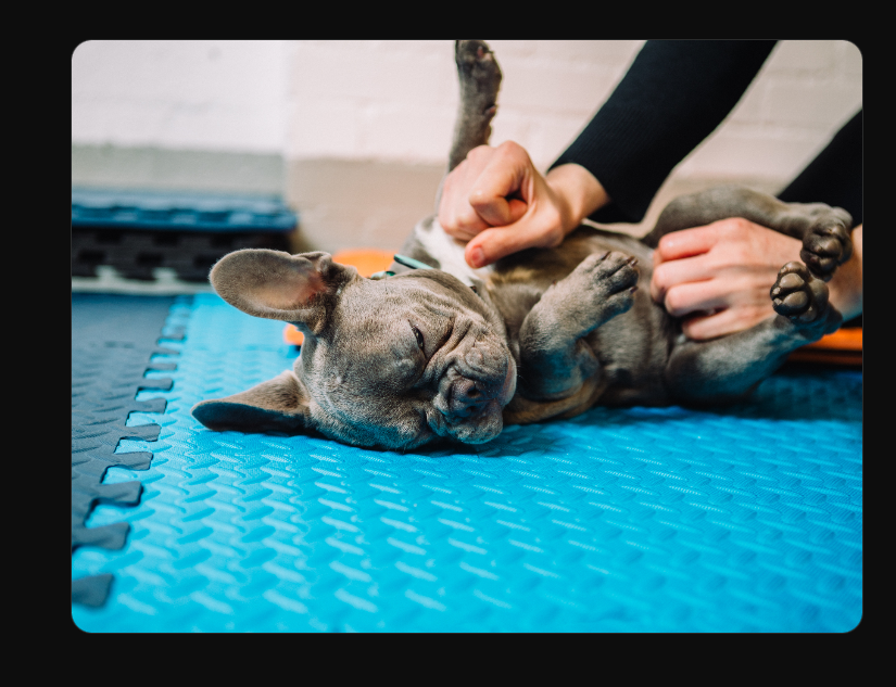 Dog standing on blue ComFy interlocking floor tile